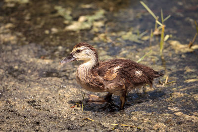 Side view of a bird on field