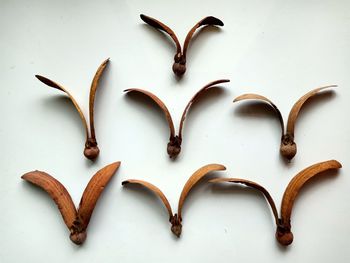 Close-up of coffee beans on white background