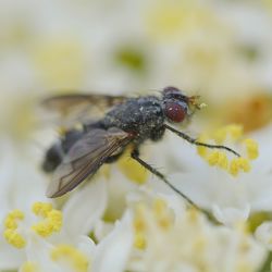 Close-up of housefly on flower