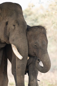 Close-up of elephant