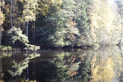 Reflection of trees in calm lake