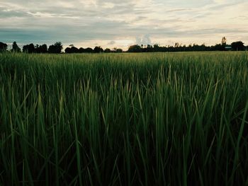 Scenic view of wheat field against sky