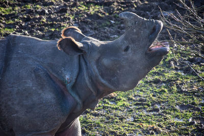 Side view of horse on field