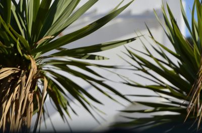 Low angle view of palm leaves