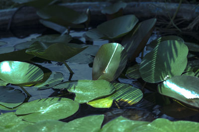 Leaves floating on pond