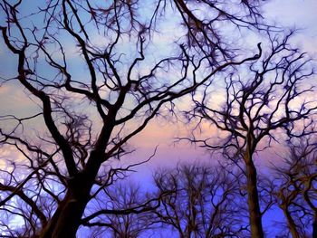 Low angle view of silhouette bare trees against sky