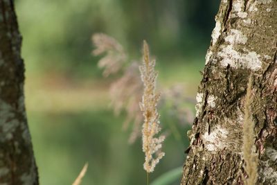 Close-up of moss on tree trunk