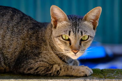 Close-up portrait of a cat