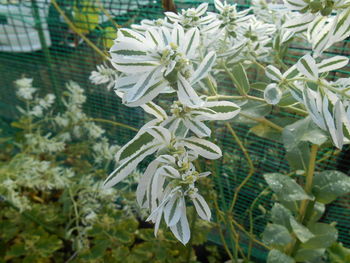 Close-up of white flowers