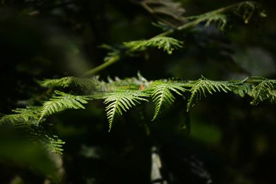 Close-up of fern leaves