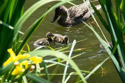 Close-up of mallard duck swimming in water