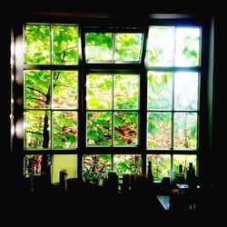 Plants seen through window