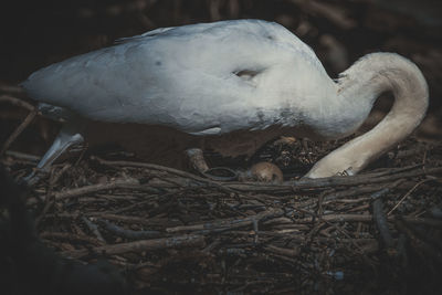 High angle view of bird in nest