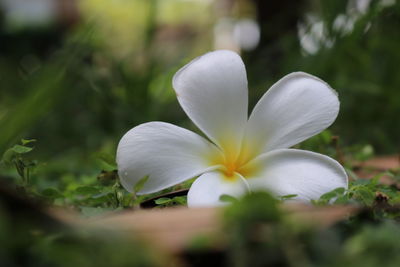 Close-up of white crocus flower on field