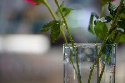 Close-up of plants in glass