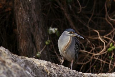 Close-up of bird perching on branch