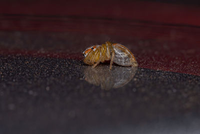 Close-up of insect on leaf