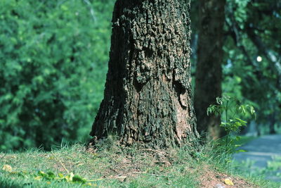 Close-up of tree trunk in forest