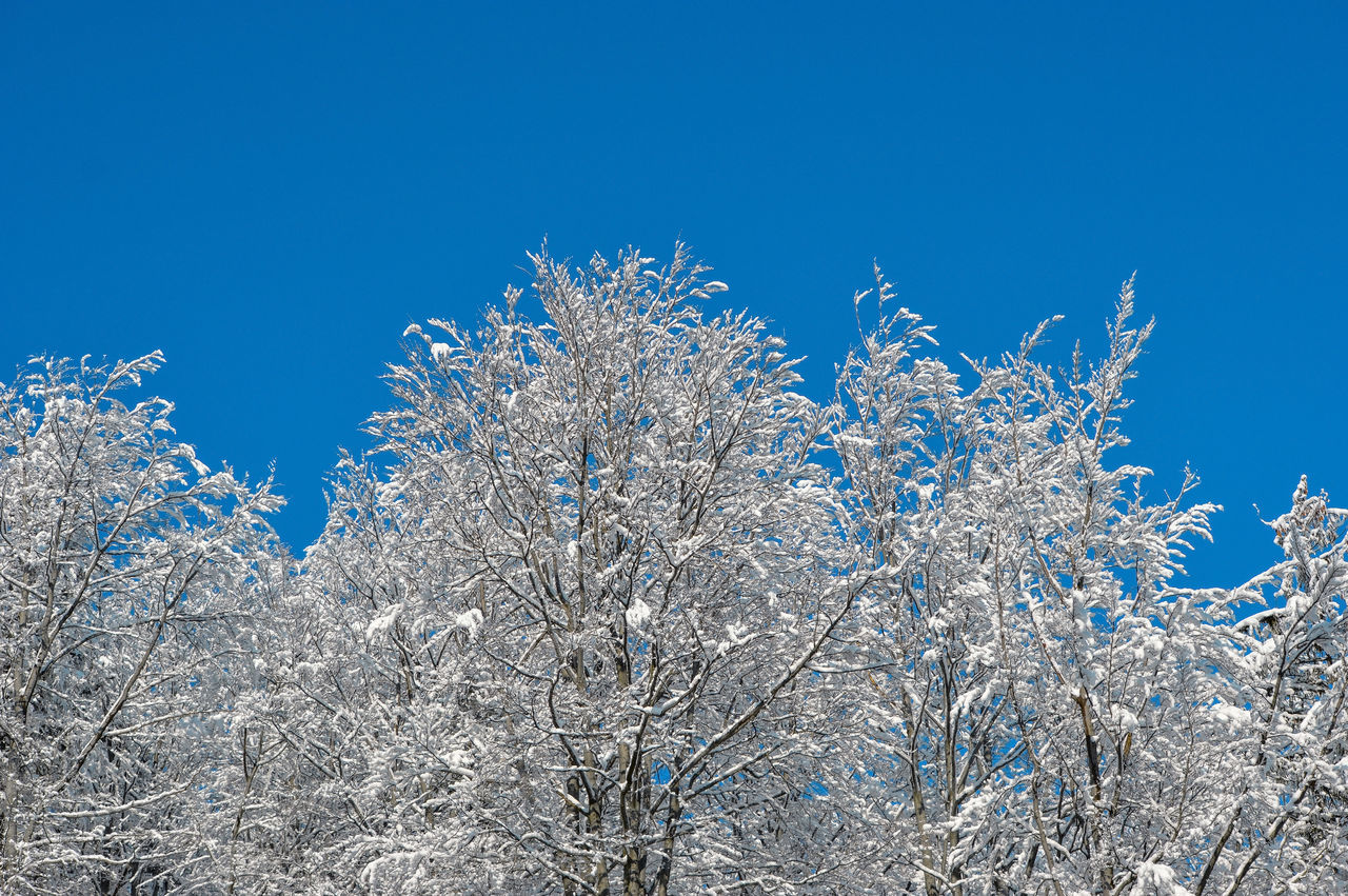 LOW ANGLE VIEW OF FROZEN PLANTS AGAINST SKY