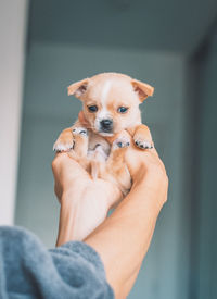 Low section of person holding chihuahua puppy