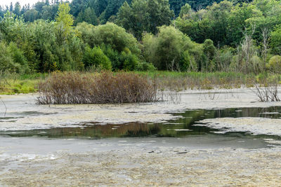 Scenic view of lake in forest