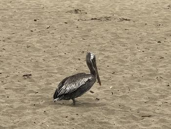 View of bird perching on the beach