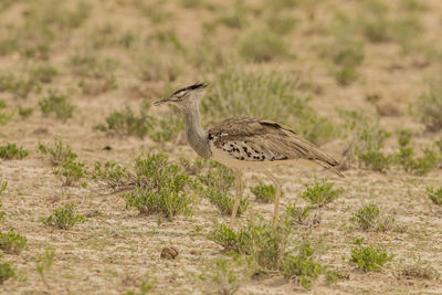 Close-up of bird standing on land