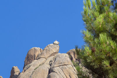 Low angle view of bird on rock