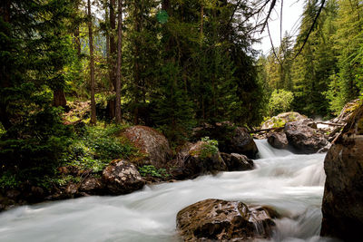 Stream flowing through rocks in forest