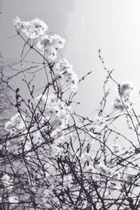 Close-up of flower tree against sky