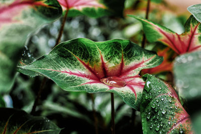 Close-up of flower against blurred background