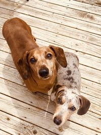Portrait of dog lying on wooden floor