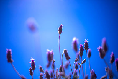 Close-up of purple flowers against blue sky