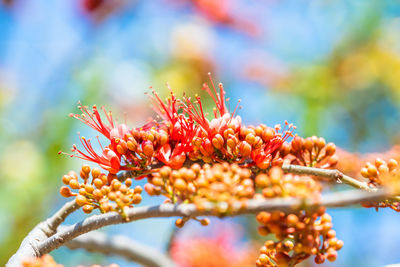 Close-up of red berries on tree