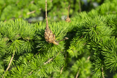 Closeup of larch branches with cones lit by sunlight