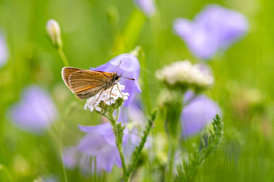 Butterfly pollinating on white flower