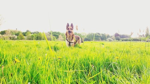 Plant growing on grassy field