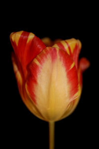 Close-up of red rose against black background