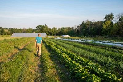 Farmer inspects vegetable rows of organic farm garden with greenhouse