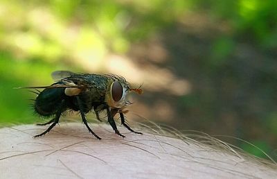 Close-up of insect on leaf