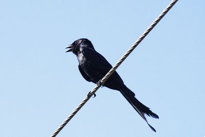 animal