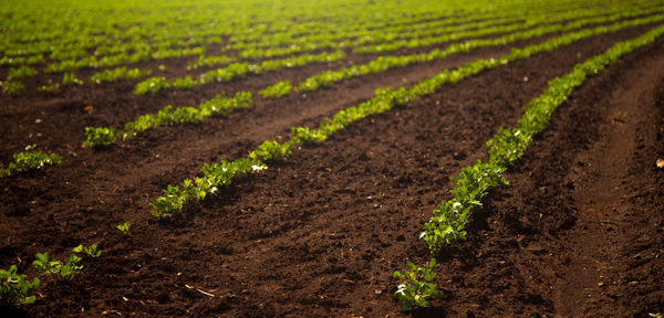 Scenic view of agricultural field