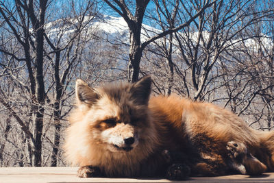 Dog on snow covered tree