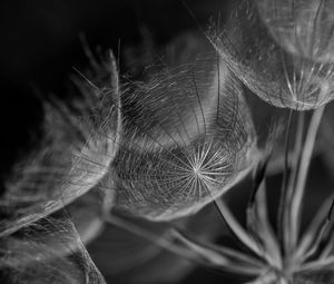 Close-up of spider web