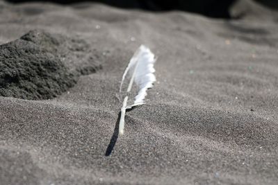 Close-up of feather on sand