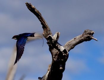 Low angle view of bird flying against blue sky