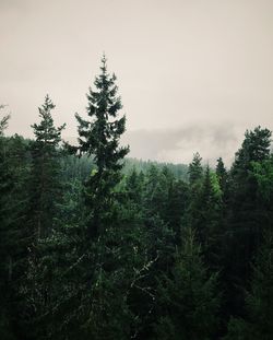 Pine trees in forest against sky