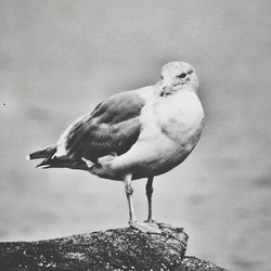 Bird perching on railing