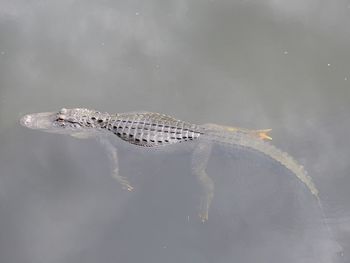 High angle view of turtle in sea