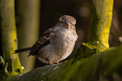 Close-up of bird perching on branch